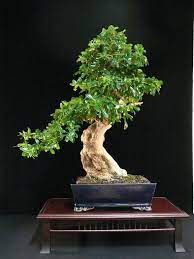 This is what my poor little bonsai looks like. Care Guide For The Carmona Bonsai Tree Fukien Tea Bonsai Empire