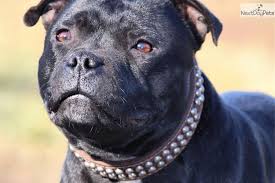 Meet Midnight A Cute Staffordshire Bull Terrier Puppy For Sale For 1 800 Staffords Staffordshire Bull Terrier Puppies Staffordshire Bull Terrier Bull Terrier