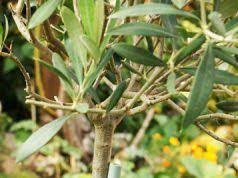 olivenbaum uberwintern anleitung und pflege fehler olivenbaum olivenbaum uberwintern mediterrane pflanzen