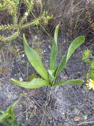 Image result for Drimia elata