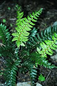 Image result for Polystichum