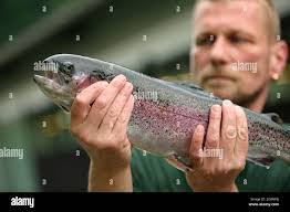 Daniel Lachs's Instagram, Twitter & Facebook