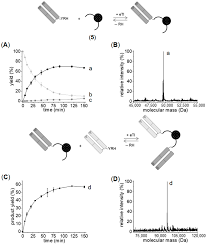 IJMS | Free Full-Text | Synthesis of Multiple Bispecific Antibody Formats  with Only One Single Enzyme Based on Enhanced Trypsiligase