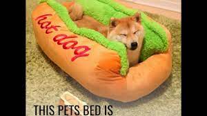 The bun allows eaters consume hot dogs without burning their hands. Hotdog Bun Dog Bed Youtube