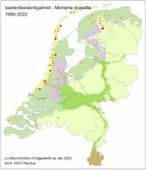 Image result for Mompha divisella