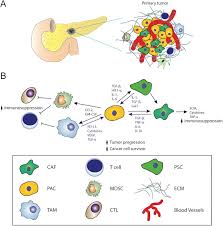 Cancer of the pancreas, a large gland deep in the abdomen, is an especially complex illness. Immunotherapy For Pancreatic Cancer A 2020 Update Cancer Treatment Reviews