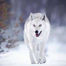 Wildlife Nature Animals On Instagram Grey Wolf Walking On Snow Finland Tag Someone That Should See This Wolf Walking Wolf Spirit Animal Wolf Photos