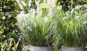 Gräser sollten in keinem garten fehlen. Graser Und Bambus Baumschule Blumen Und Pflanzen Sortimente Blumen Risse