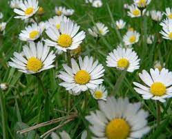google image result for http www thewesternisles co uk assets images wildflow daisy flower meaning romantic flowers daisy flower