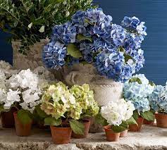 We did not find results for: Faux Hydrangea Stem Artificial Flowers Pottery Barn