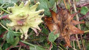 Image result for Harpagophytum procumbens