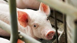 Mn Hog Farmers Killing Pigs After Pork Plant Closures