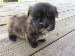 Super cute male havapoo designer puppy! View Ad Havanese Puppy For Sale Near Texas Houston Usa Adn 23382