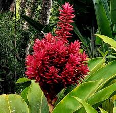 Image result for Renealmia africana
