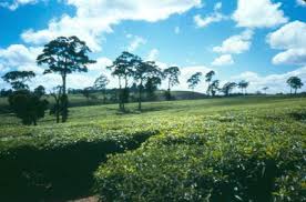 Image result for Pouteria adolfi-friederici