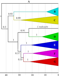 Image result for Indigofera praticola