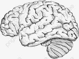Sketch El Cerebro Humano Clipart De Cerebro Dibujo Vectorial Vector Humano Png Y Psd Para Descargar Gratis Pngtree Arte De Cementerio Ilustracion Vectorial Cerebro Humano