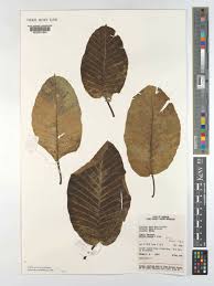 Image result for Milicia excelsa