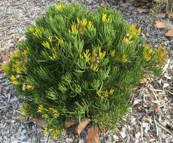 Image result for Senecio barbertonicus