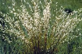 Image result for Schizachyrium brevifolium