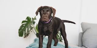 We did not find results for: Training Tips For Your New Puppy Pet Friendly Accommodation