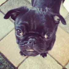 New reduced image can be saved in file format gif, png or jpg. Pug Pic 10 80 Px 10 80 Px Get Pug Dog Wallpapers Microsoft Store X Px Keep Aspect Ratio