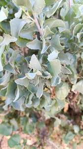 Image result for Atriplex halimus