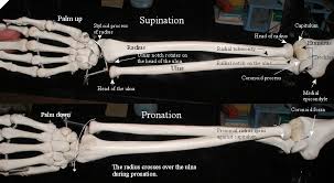 In humans it is shorter than the other bone of the forearm, the ulna. Review Of Labeled Images From A P 201 David Fankhauser