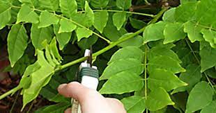 Wisteria Pruning Rhs Gardening Wisteria Pruning Garden Shrubs Pruning Plants
