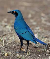 Identification Small Birds Of South Africa The Shiny Blue Starlings An Identification Guide Starling Bird Identification Pet Birds