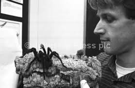 22665696-Manager John Calvert with a Goliath bird-eating spider, one of the  insects at Edinburgh Butterfly and Insect World, May 1989.