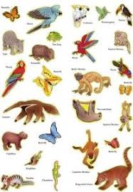Clip Cookdiary Net Rainforest Clipart Aerial Animal 1