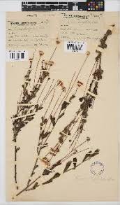 Image result for Emilia discifolia