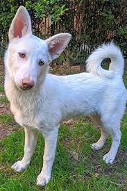 Click here to view animals for adoption at homeward bound rescue. ♥ rescue me! Want To Adopt A Pet Here Are 7 Delightful Doggies To Adopt Now In