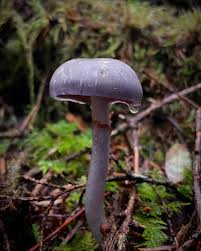 Image result for Ficalhoa laurifolia