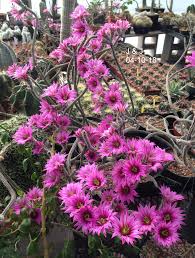 Altman plants, live succulent plants (12 pack) assorted potted succulents plants live house plants in cacti and succulent soil mix, cactus plants live indoor plants live houseplants in planter pots. J J Cactus And Succulents Home Facebook