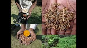 Image result for Eriochloa fatmensis