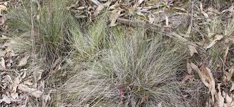 Image result for Rytidosperma davyi