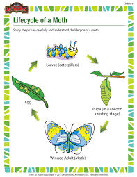 Science printables are very helpful to teachers in the classroom, whether it is a basic and routine lesson or a new and exciting science lesson. Lifecycle Of A Moth Science Worksheet For 1st Grade Kids
