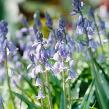 Maybe you would like to learn more about one of these? 12 Beautiful Bulbs Deer And Rabbits Don T Eat Spanish Bluebells Hanging Plants Bluebells