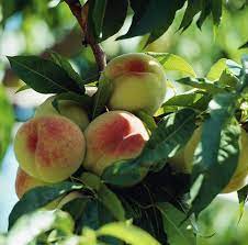 Digging the hole and planting the tree. Peach Trees Planting Growing And Harvesting Peaches The Old Farmer S Almanac