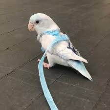 Pet Birds That Don T Fly Away Discoverytheworld Withyourbirdadjustableparrot Harnesswel Etsy Love Birds Pet Pet Birds Parrotlet