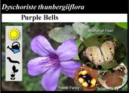Image result for Dyschoriste thunbergiiflora