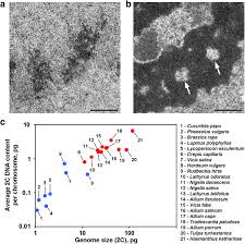 In plant cells, chloroplasts perform photosynthesis, a process that converts light. Visualization Of Chromosome Condensation In Plants With Large Chromosomes Bmc Plant Biology Full Text