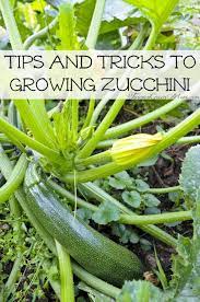 As a type of summer squash, the fruit of the zucchini plant is. Tips And Tricks To Growing Zucchini Growing Zucchini Vegetable Garden Tips Growing Vegetables