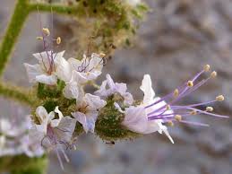 Image result for Geigeria filifolia