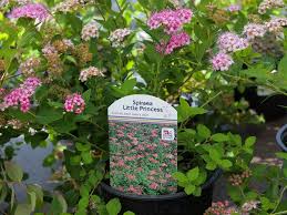 Image result for Spiraea japonica ´Little Princess