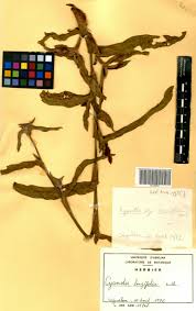 Image result for Cyanotis longifolia