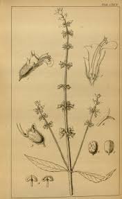 Image result for Syncolostemon bracteosus