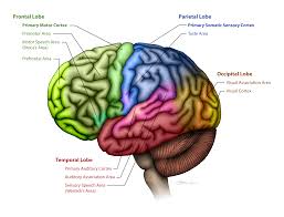 Check spelling or type a new query. Cerebrum